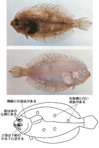 ninbrb68tmntr4i6vpni_480_480-c6a186b4.jpg