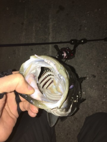 nj5ecnyrb7j64w7huknd_480_480-246bf878.jpg