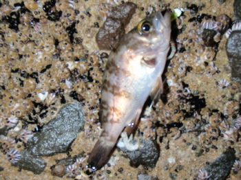 nkh8pinw7gp4n5adfjf9-3447329d.jpg