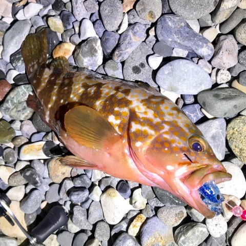 nkwj9jp4immiij2f7b28_920_920-b9f732f9.jpg