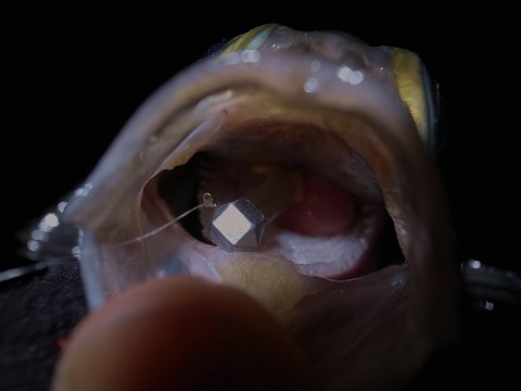 nmiijonyuyh3cm2xjsm5_480_480-bd3fc7e3.jpg