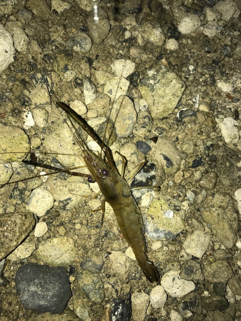 のはるん日記 宮城のテナガエビ釣り のはるん日記 宮城のテナガエビ釣り