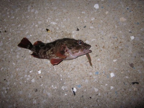 nnjgtdkoicmid5ccwv9u_480_480-cc090c3d.jpg