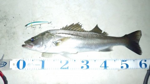 nnju437gk25vjxknxxdg_480_480-c7e09ca6.jpg