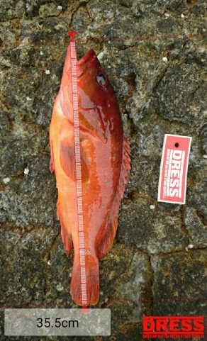 nnkmit36pk5uuzgu5dv6_559_920-f41bfe03.jpg