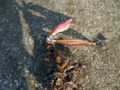 nobu8hzm6e3tcwnxxwyy_480_480-4bc55720.jpg