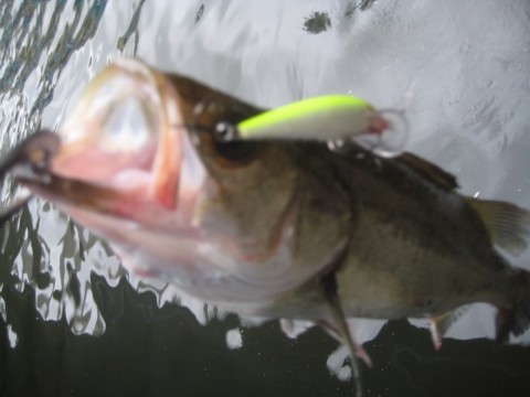nombhgsdtcuvunnjcbup_480_480-b7ac8981.jpg