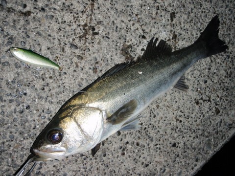 nopa6m5io2fbw6irurf9_480_480-7f5f832e.jpg