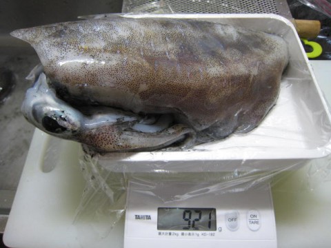 np9juk2fk68oobcxwv9j_480_480-9b24cb11.jpg