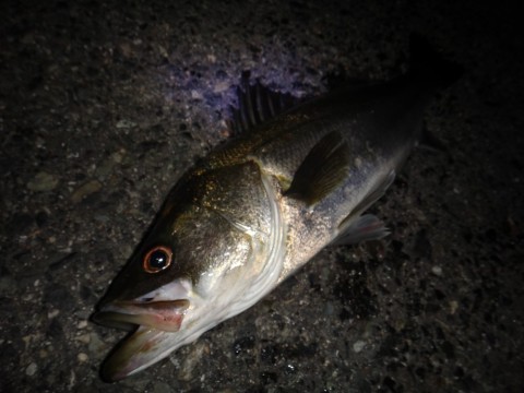 npnykta3da2fps6o47cn_480_480-2a21e295.jpg