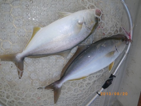 nppkpjbz3gb2scc7bd74_480_480-9843d34a.jpg