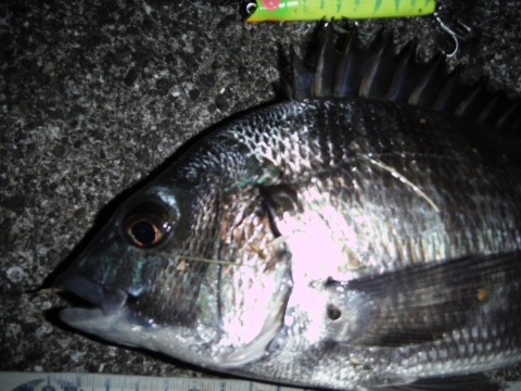 nptc3b5emo257cpnyk7f_480_480-e60356e9.jpg