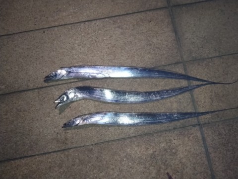 3匹でした