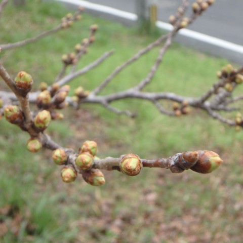 npwx88bve7magmdbfm94_480_480-d3054dd9.jpg