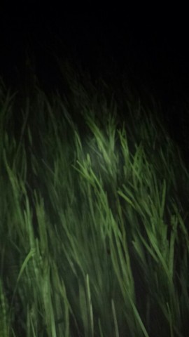 nrnwc4go9d8ag6azd6n3_518_920-afbdf486.jpg