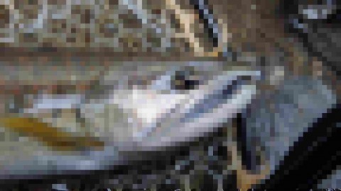 nrowencjh96ujrk4uvmg_480_480-103bb020.jpg