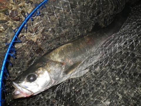 nryhk48h235kn7d3ivtr_480_480-50506793.jpg