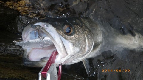 ns8ohcm995nz6jivyt3v_480_480-ae750c65.jpg