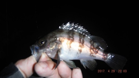 nseexhpf6ymmbebrc7vw_480_480-969c9847.jpg