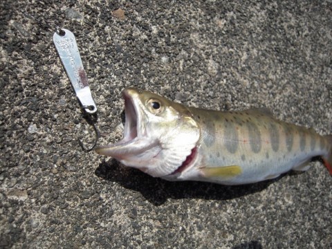 nshf4obx66z9rpg5roph_480_480-ddbc6676.jpg