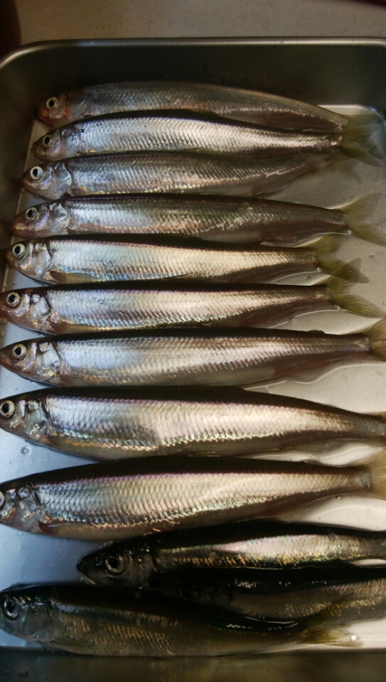 今日も釣り 苫小牧で 大チカ