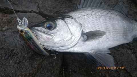 ntaruutynarsbg3rp338_480_480-ea3d7fea.jpg