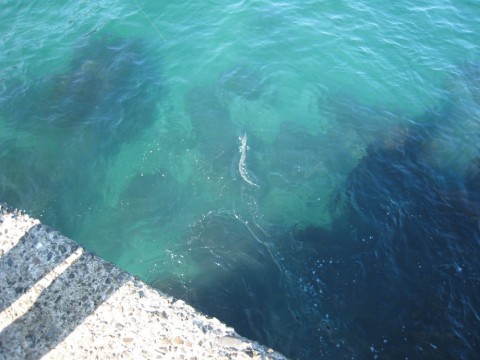 nuso4o9j8fx9685yv77v_480_480-f36f3112.jpg