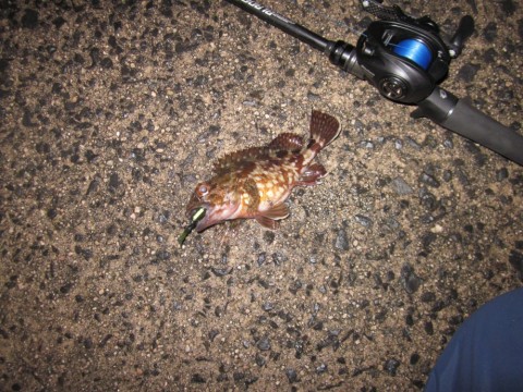 nutkricpz86gej2roeyb_480_480-25aaa76c.jpg