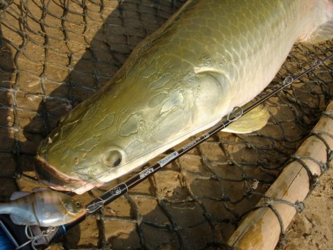nv8ki3wejwpbh7oiabvr_480_480-38134297.jpg