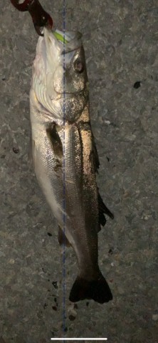 nvdzsv6366epuiryj4uk_480_480-fc696101.jpg