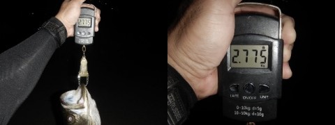 nvrtk7i7ggrgm47e465e_480_480-0aebdffe.jpg