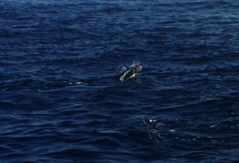 nwrcj7xbarbbrfxwfegv_480_480-b6978c09.jpg