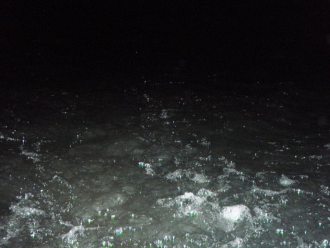 nwux48aex9ae9vnotwyv_480_480-63f60748.jpg