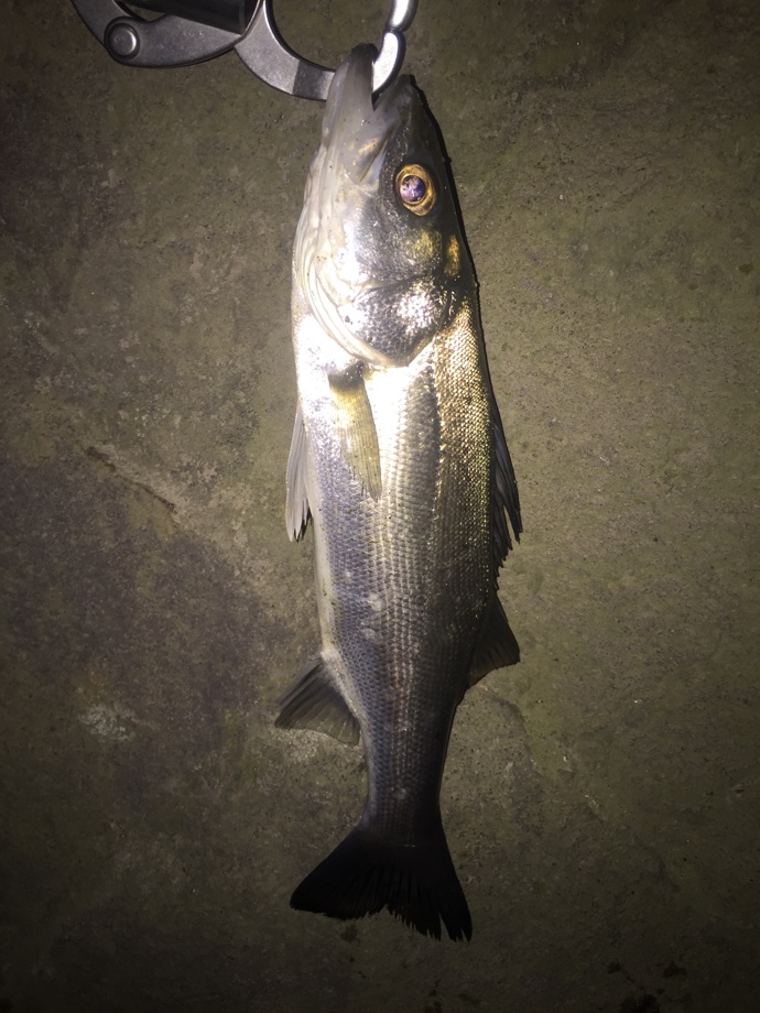 Fishing on the Beat】 ワールドシャウラ17113R-2 Fishing on the Beat】 ワールドシャウラ17113R-2