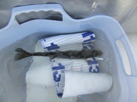 nxf5yecbtjtfb26d3752_480_480-6f9b3837.jpg