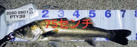 nxiyz9gfws5d28k6pwba_480_480-65aa8943.jpg