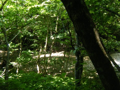 nyahbrfbr67s3xutx8dx_480_480-9deb4751.jpg