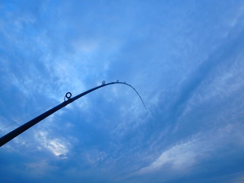 nyc4sok6mwzvx6yoi4bt_480_480-0cc4df82.jpg