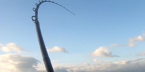 nyzk2pwvf7j54sowvv3x_480_480-35e10770.jpg