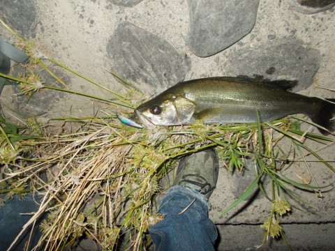 nz4b8fy63eekz6nzkap7_480_480-0cd0e455.jpg
