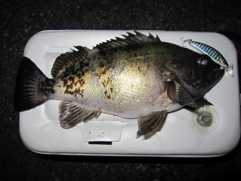 nzGNyAbmJOQMKU4UfRX5_480_480-32eba233.jpg