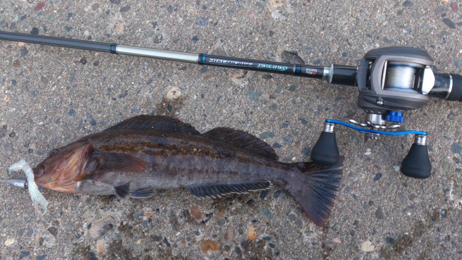 Enjoy Fishing 夕マズメ狙いin函館港 Enjoy Fishing 夕マズメ狙いin函館港