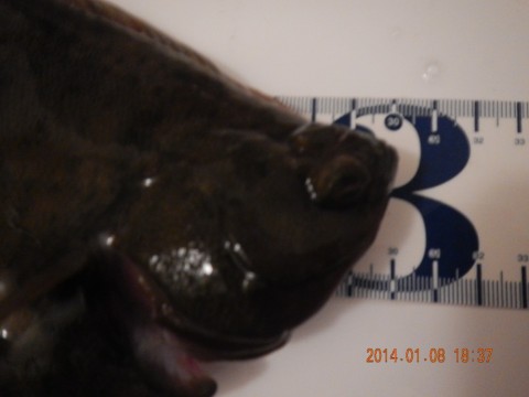 nzh3ppvtd57pkwy282bz_480_480-b4e01dd8.jpg