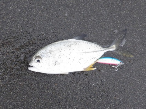 nzn4v8vngkpsegv89ypd_480_480-185bf38c.jpg