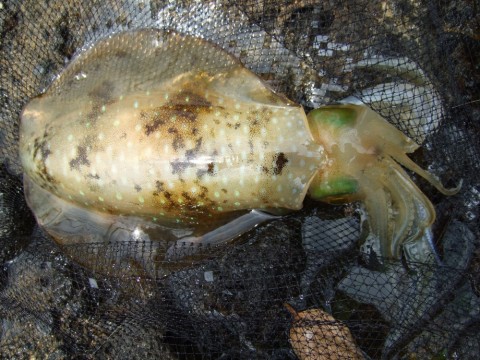 nznpod5yenhnvg995nz4_480_480-1ee03c59.jpg
