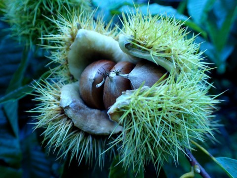nzoxfnchvjtv469byazz_480_480-77e6fdc0.jpg