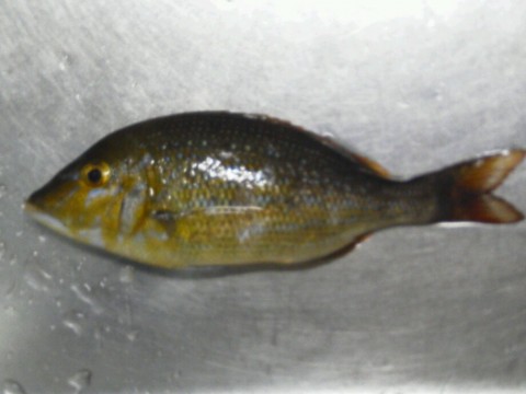 nzsw4jax3zxoy8eubxu8_920_690-6d2406ae.jpg