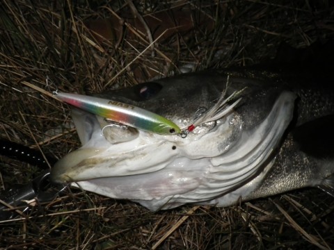 nzwufhuhyc66ett3ro8e_480_480-17b4016b.jpg