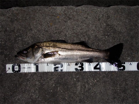 o25dwgefupf32on795kg_480_480-a58cef93.jpg