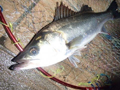 o3f9dhgjxnkuns9456jn_480_480-c9eb998c.jpg